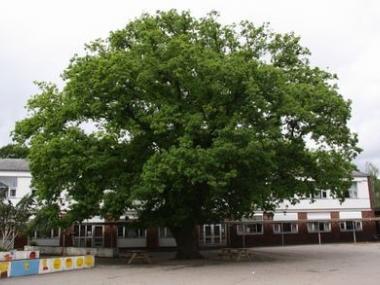 Byskolens egetræ